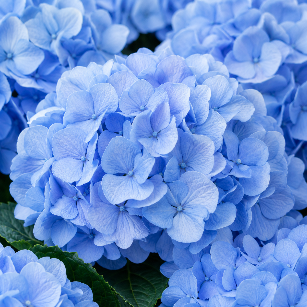 Arreglo de hortensias